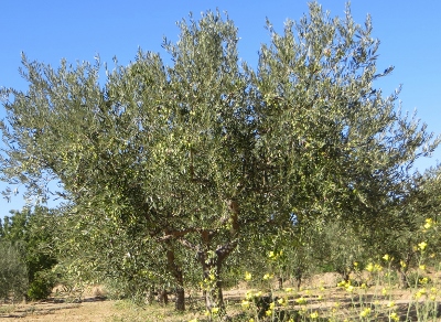 Olives and Grapes.jpg